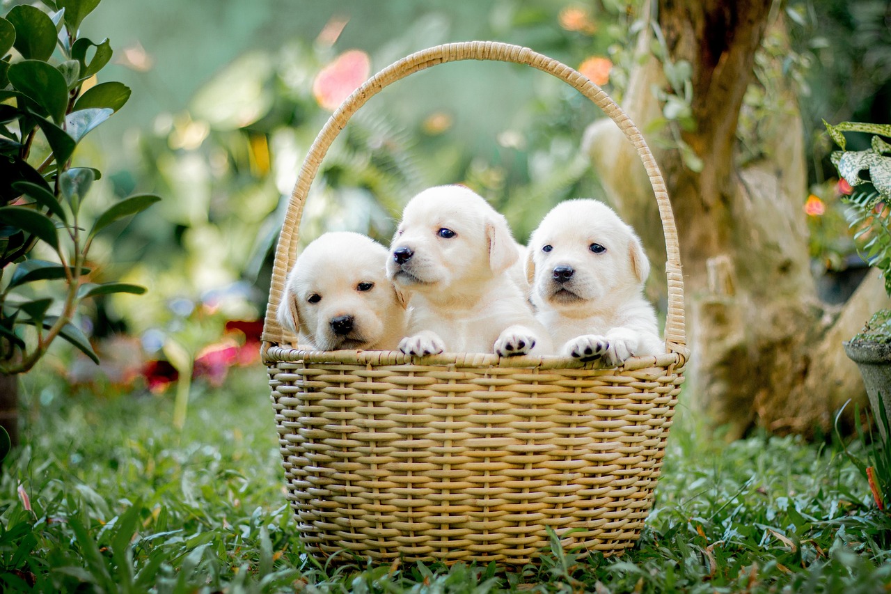 Labrador Retrievers - The Deceptively Energetic Sweethearts (image credits: pixabay)