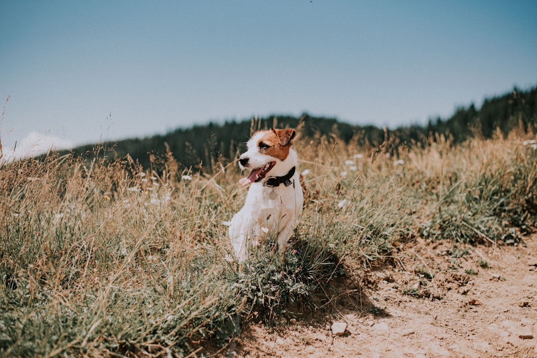 Jack Russell Terriers - Small Package, Huge Energy (image credits: unsplash)