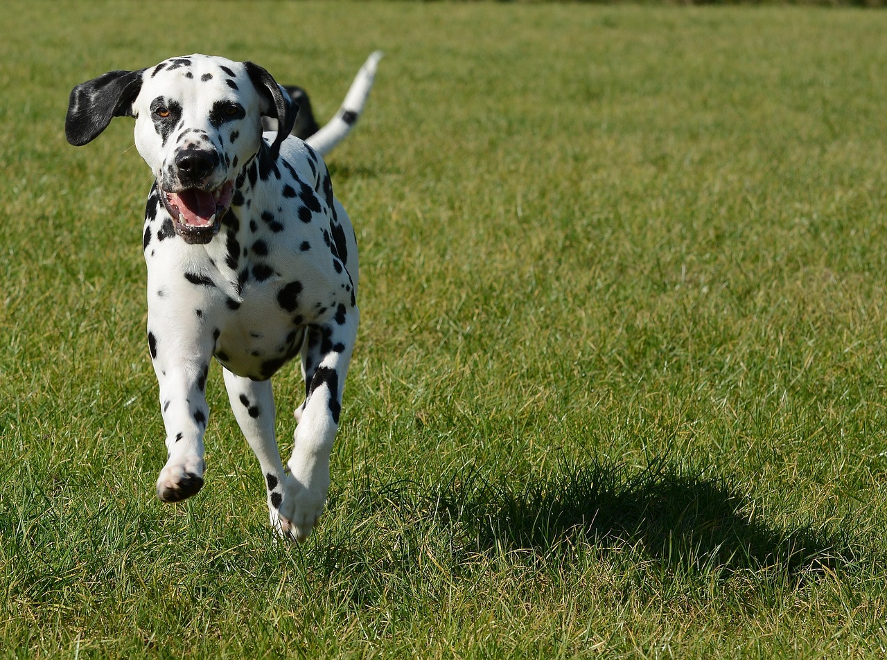 Dalmatians - The Spotted Marathon Runners (image credits: pixabay)