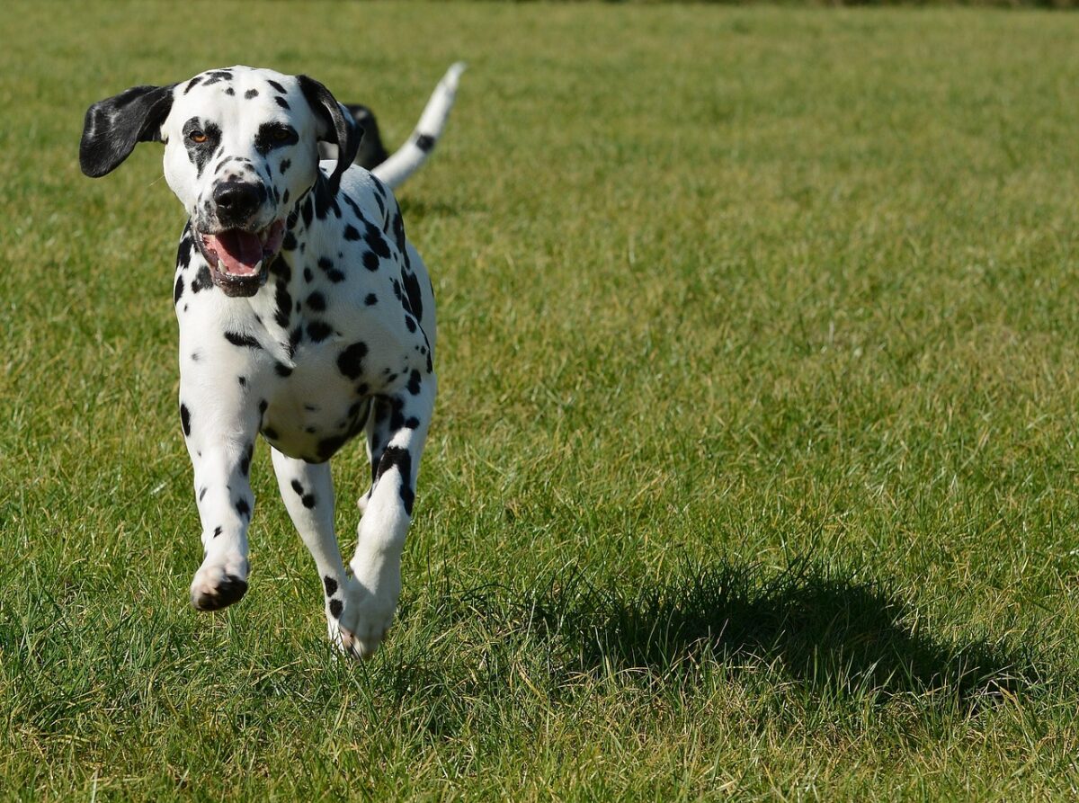 10 Dog Breeds That Are Just Too Much For Older People