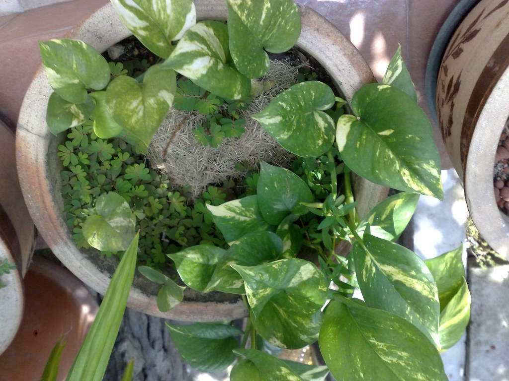 Golden Pothos - The Prosperity Vine (image credits: flickr)
