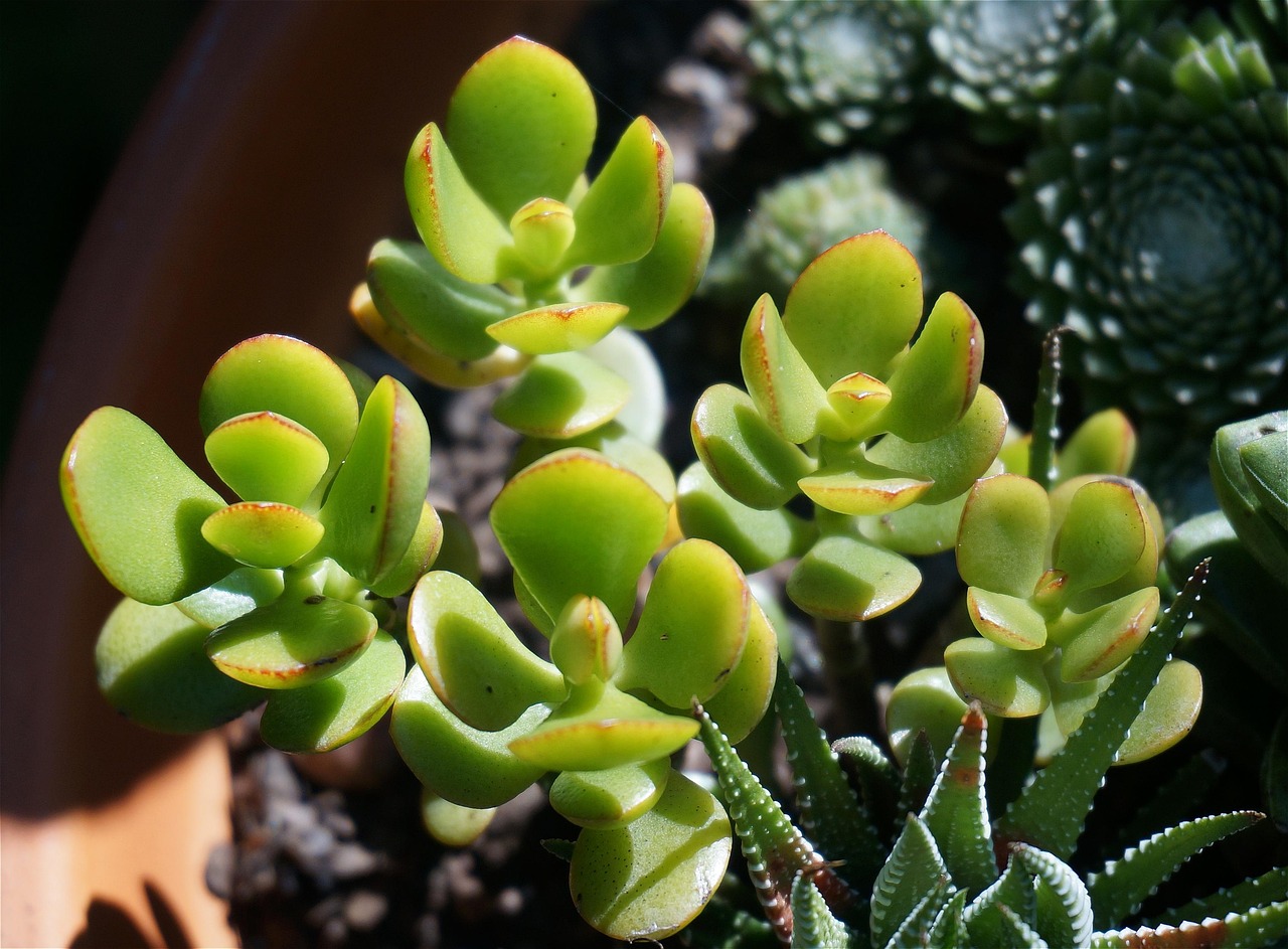 Jade Plant - The Fortune Magnet (image credits: pixabay)
