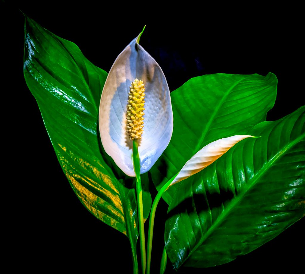 Peace Lily - The Stress Buster (image credits: flickr)