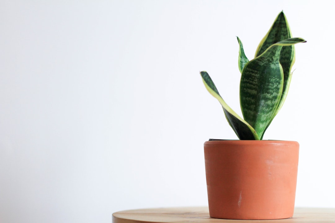 Snake Plant - The Guardian Plant (image credits: unsplash)