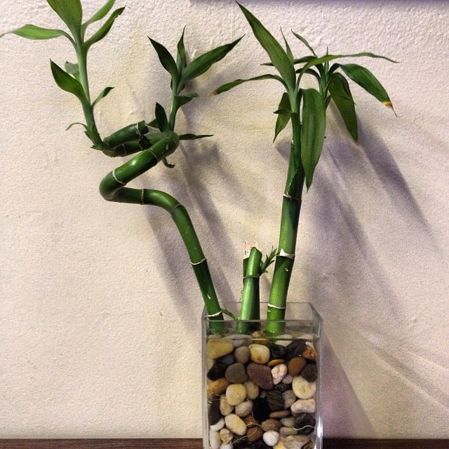 Lucky Bamboo - The Rapid Success Attractor (image credits: flickr)