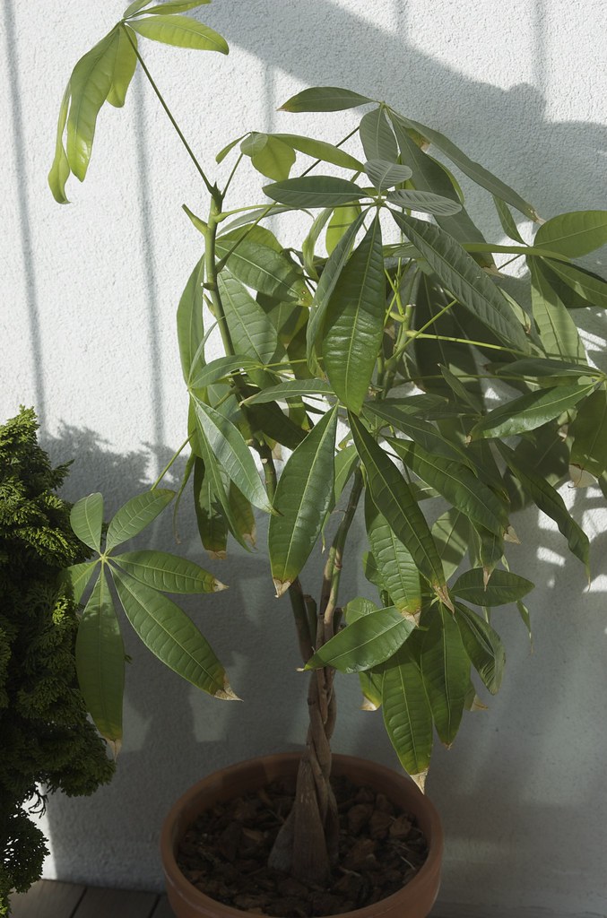 Money Tree - The Wealth Multiplier (image credits: flickr)