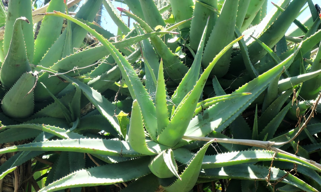 Aloe Vera - The Negative Energy Cleanser (image credits: unsplash)