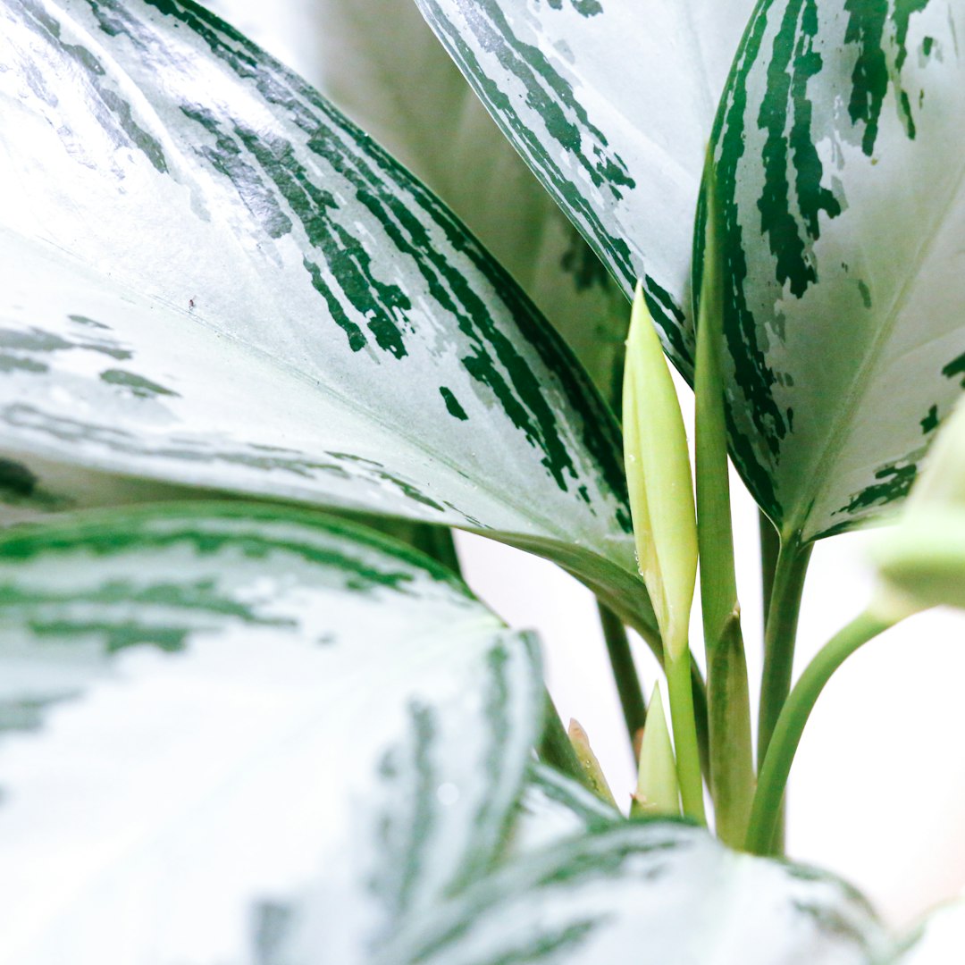 Chinese Evergreen - The Longevity Enhancer (image credits: unsplash)