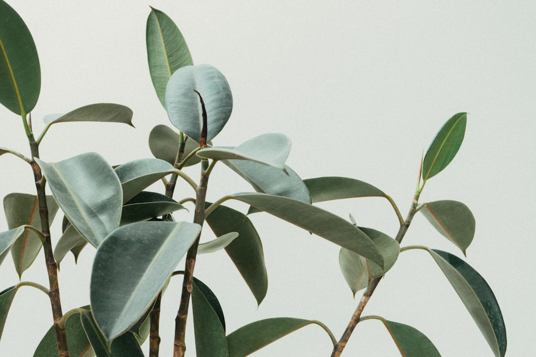 Rubber Plant - The Fortune Enhancer (image credits: unsplash)