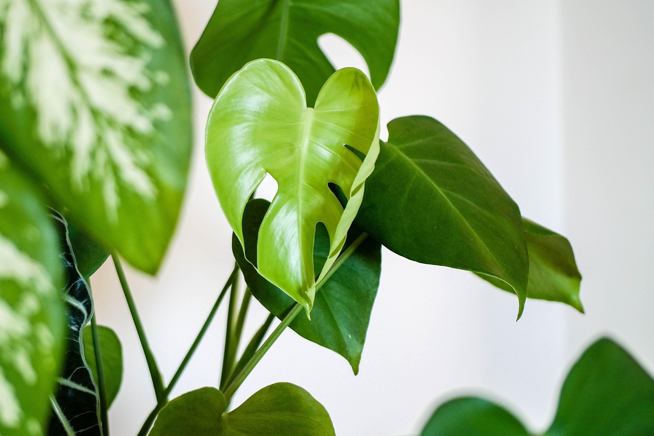 Philodendron - The Love Attractor (image credits: pixabay)