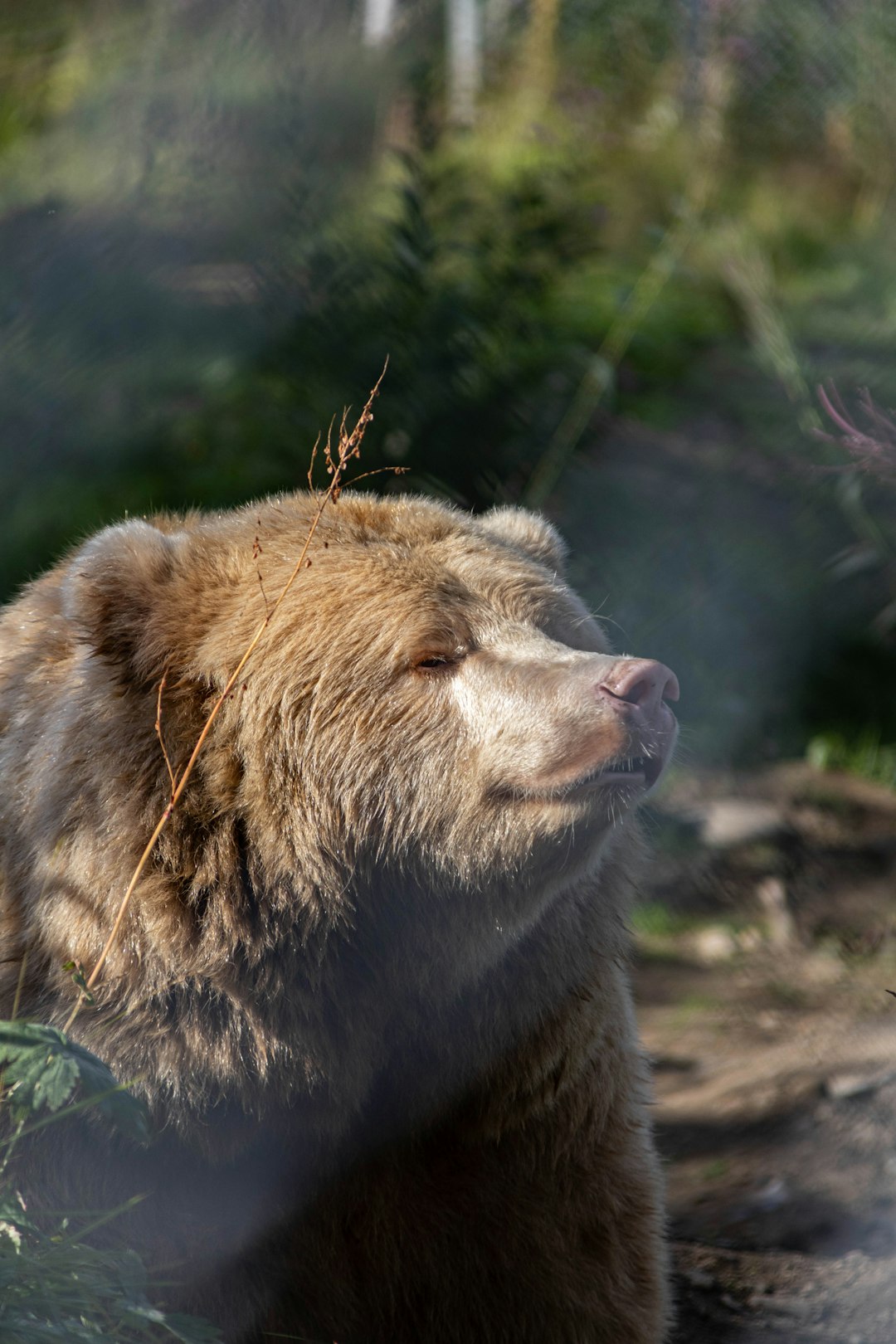 Bears - The Sun Followers (image credits: unsplash)