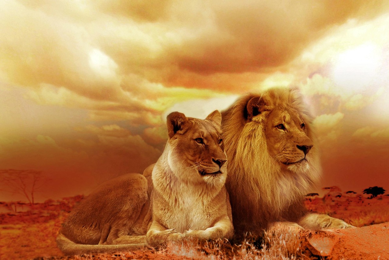 Lions - The Dawn Warriors (image credits: pixabay)