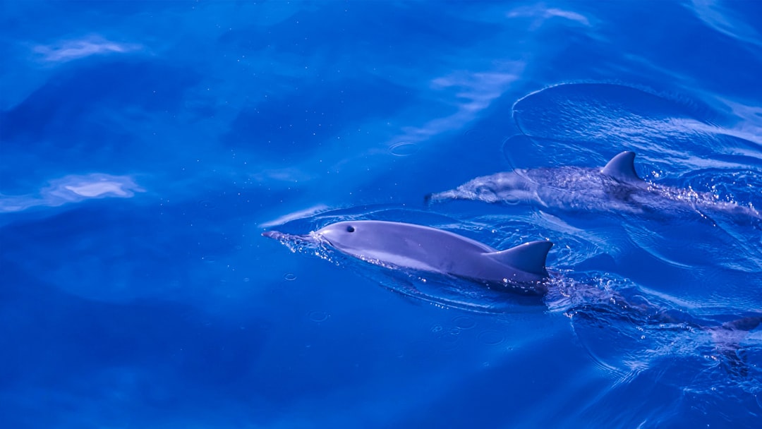 Dolphins - The Light Sleepers (image credits: unsplash)