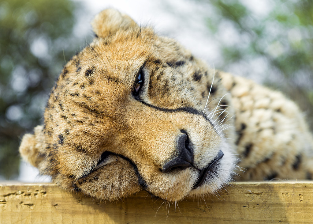 How Wild Animals Really Sleep (image credits: flickr)