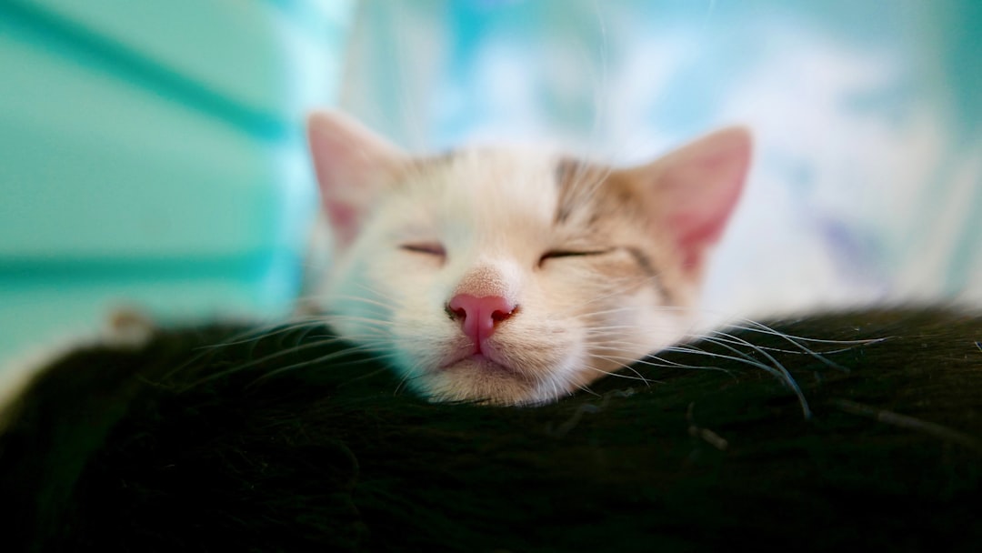 Environmental Forces Shape Sleep Patterns (image credits: unsplash)