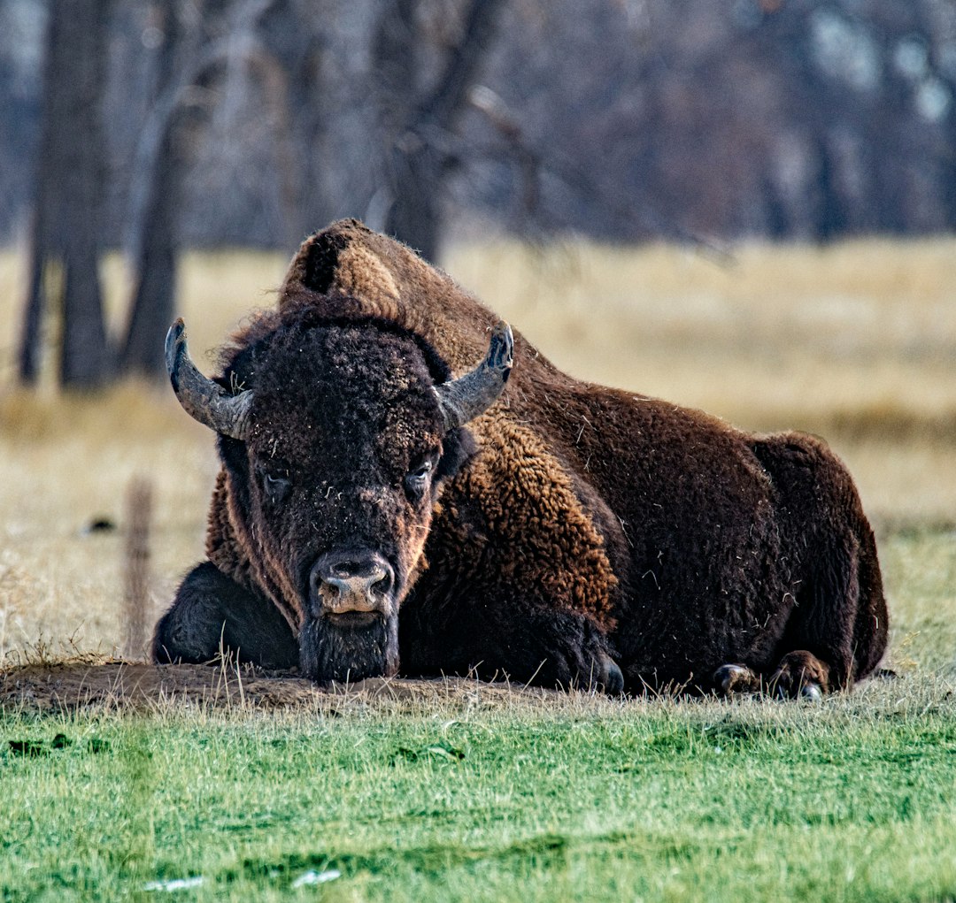 The Steady Provider (image credits: unsplash)
