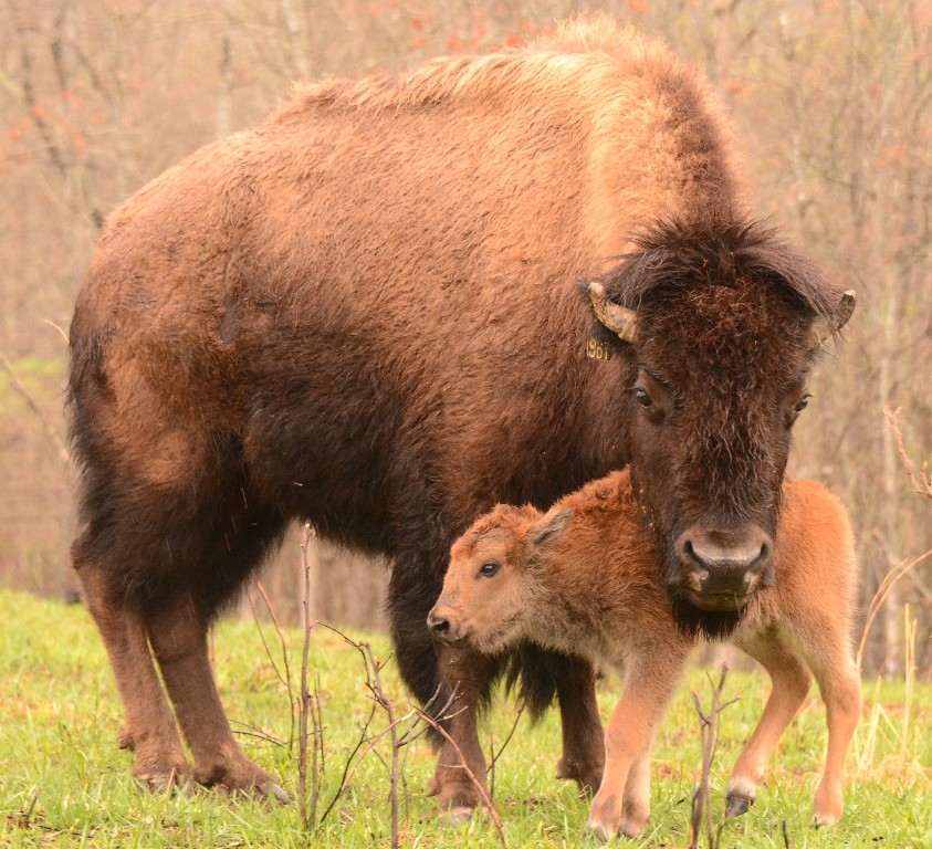 The Protective Team Player (image credits: flickr)