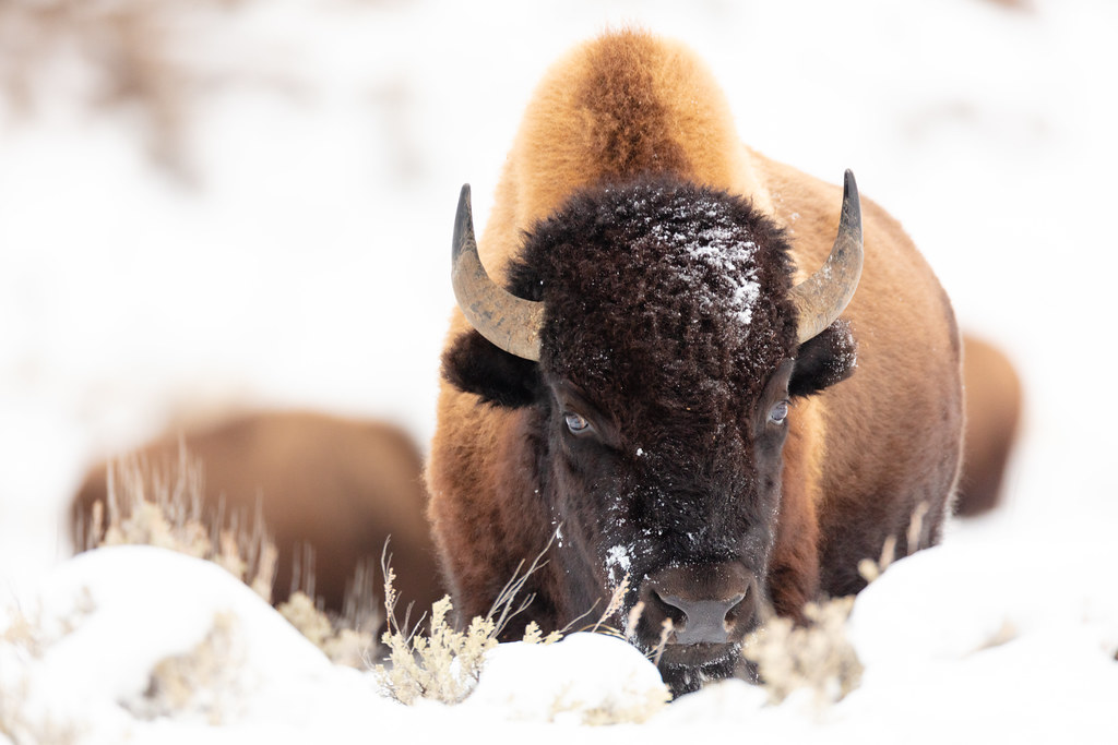 The Seasonal Adapter (image credits: flickr)
