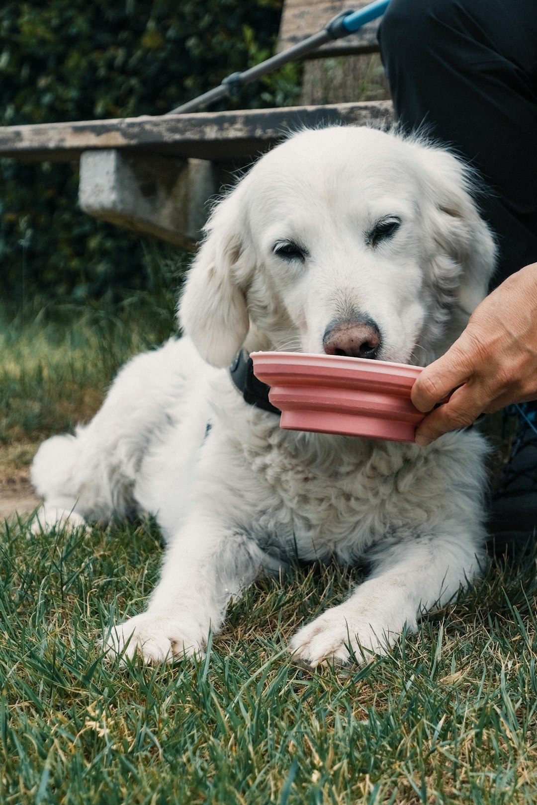 Morning Feeding Ritual With Fresh Water (image credits: unsplash)