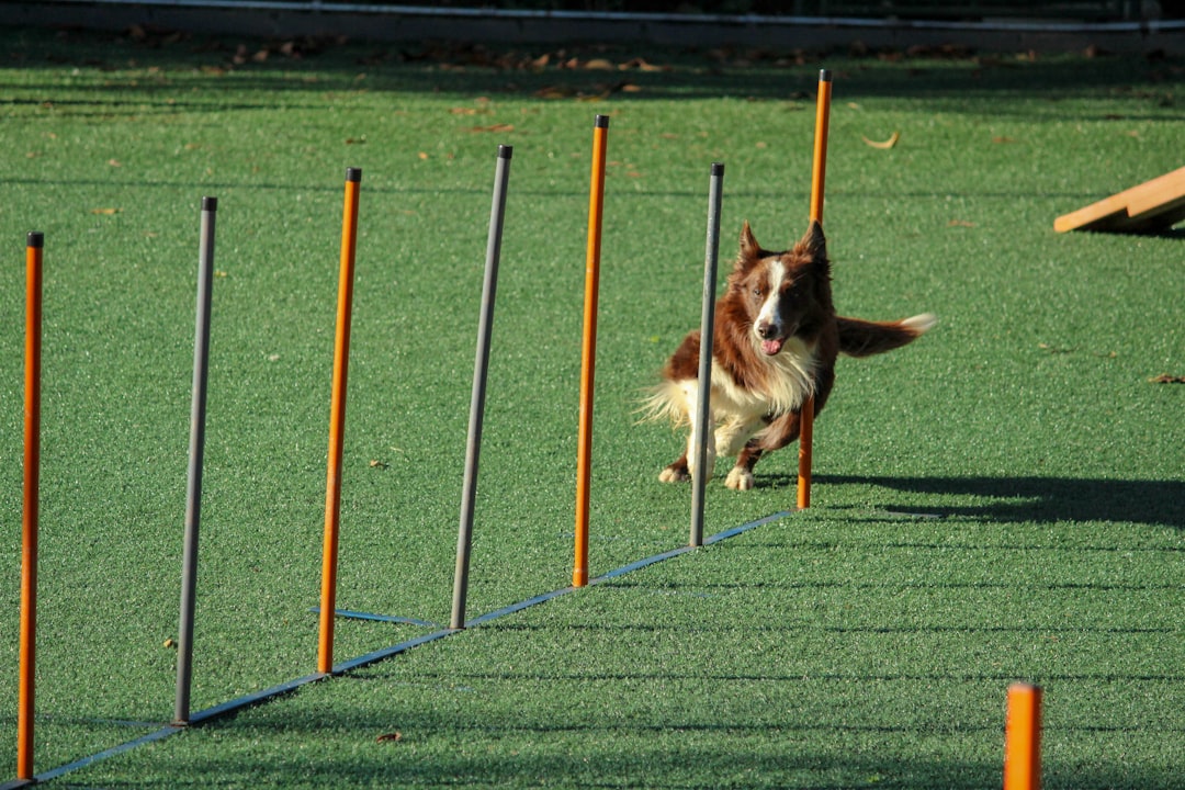 Consistent Training Sessions (image credits: unsplash)