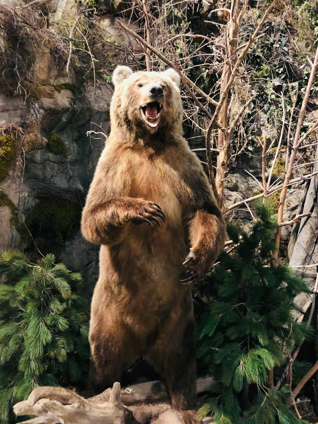 The Rock Rebel: Grizzly Bear (image credits: unsplash)