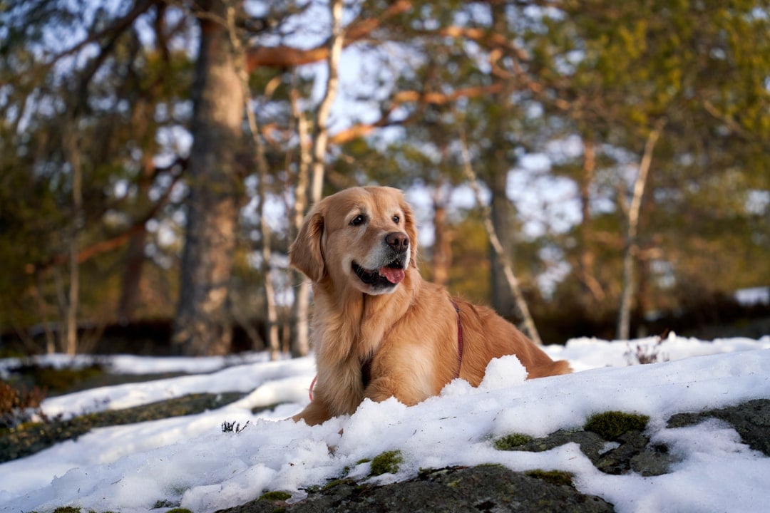 The Pop Enthusiast: Golden Retriever (image credits: unsplash)
