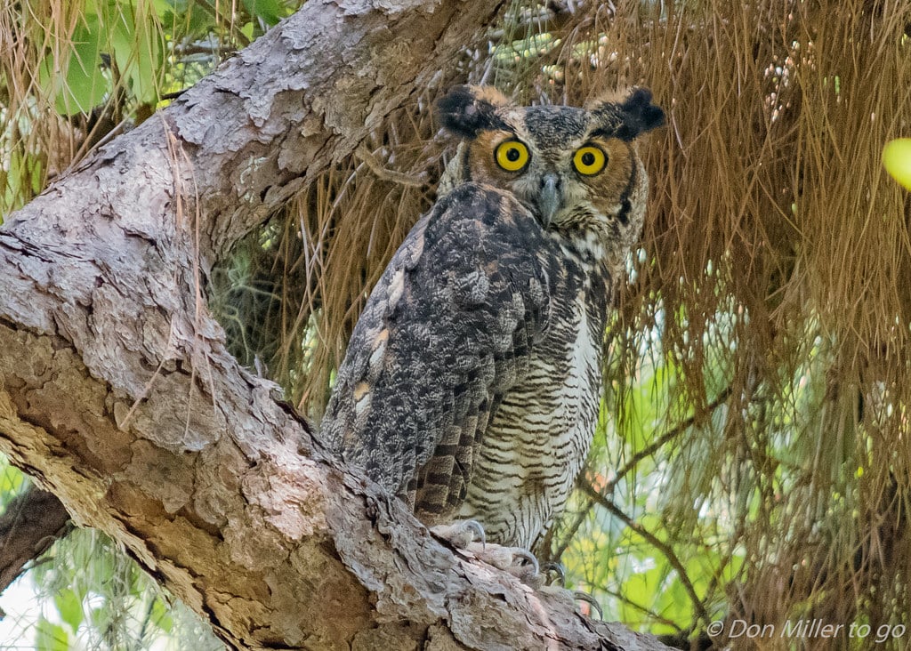 The Classical Connoisseur: Great Horned Owl (image credits: flickr)