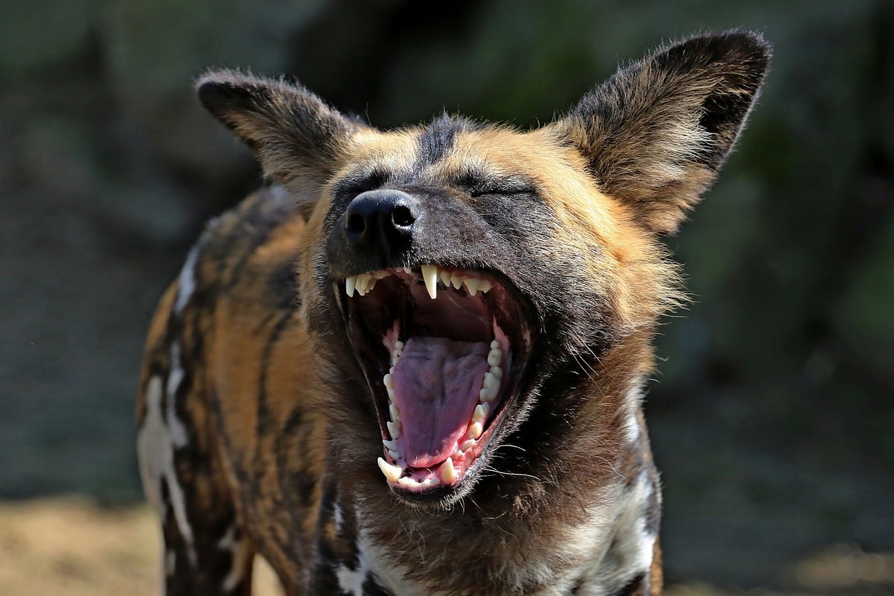 The Hip-Hop Hustler: African Wild Dog (image credits: pixabay)