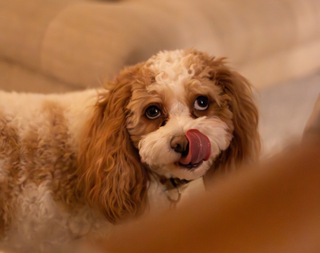 Your Dog Keeps Licking Their Lips When No Food Is Around (Image Credits: Unsplash)
