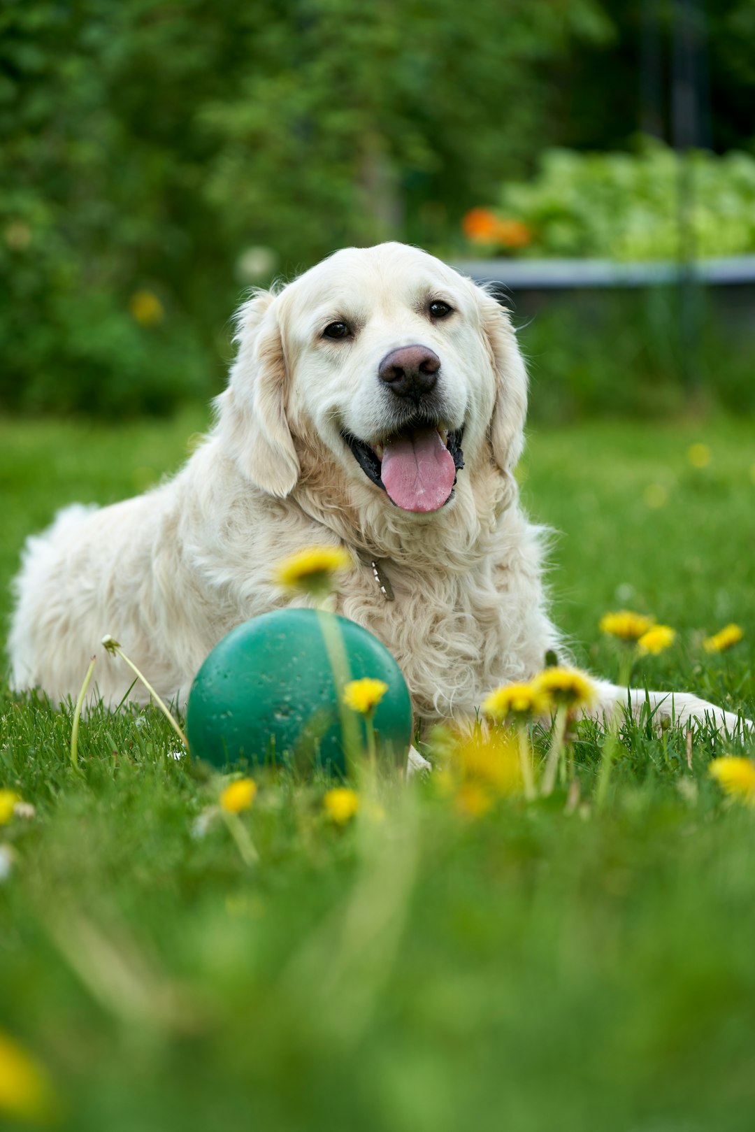 Their Tail Is Wagging, But Something Feels Off (Image Credits: Unsplash)