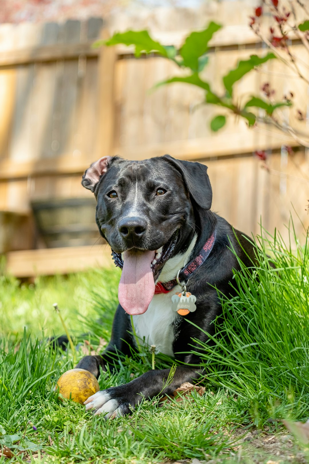 They're Panting Heavily Without Exercise or Heat (Image Credits: Unsplash)