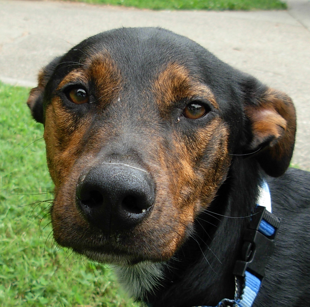 Their Ears Are Constantly Pinned Back (Image Credits: Flickr)
