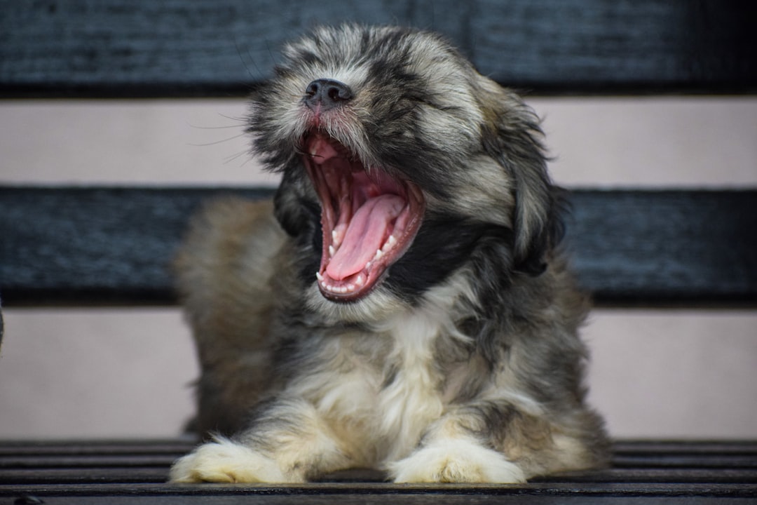 They're Yawning When They're Not Tired (Image Credits: Unsplash)