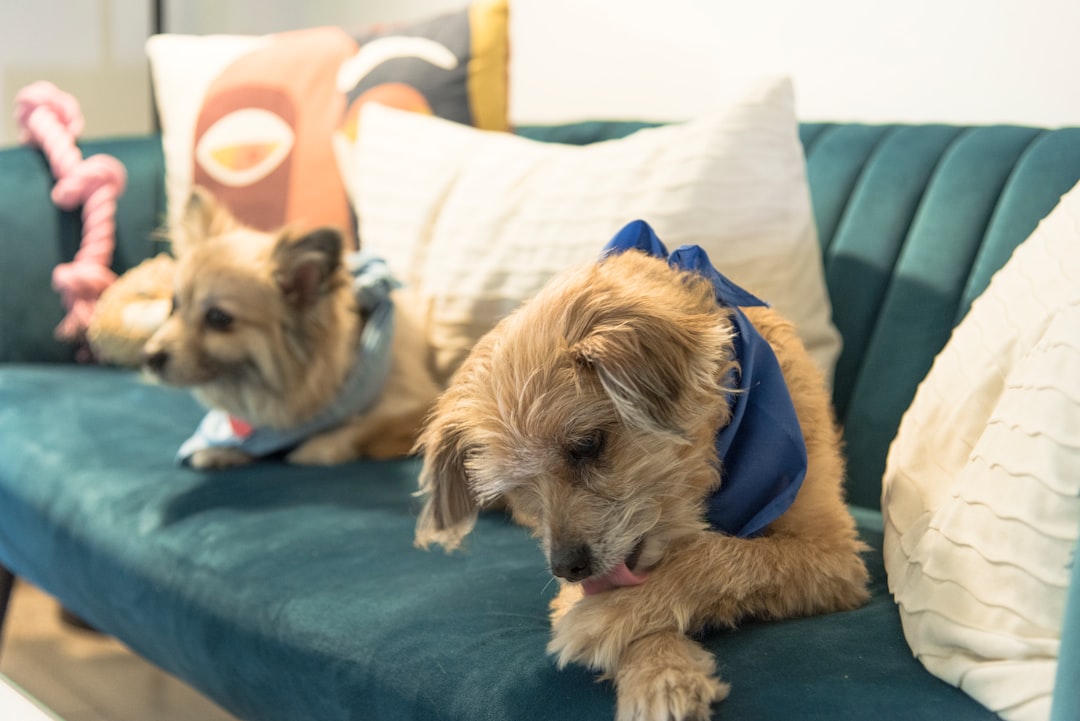 They're Excessively Licking or Chewing Their Paws (Image Credits: Unsplash)