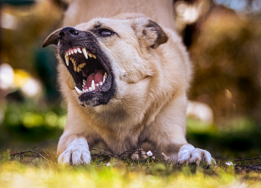 They've Become Unusually Aggressive or Snappy (Image Credits: Unsplash)