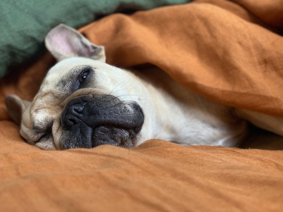 Their Sleep Patterns Have Changed Dramatically (Image Credits: Unsplash)