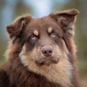 12 Signs Your Dog Is Not As Happy As You Think