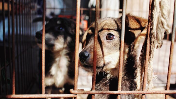 Warnings Over Fines: Why Animal Cruelty Is Escaping Federal Punishment