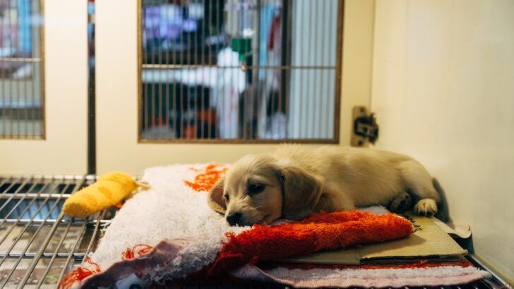 Saved from Shattered Streets: The Urgent Fight to Save a Ukrainian Dog Pulled from Rubble