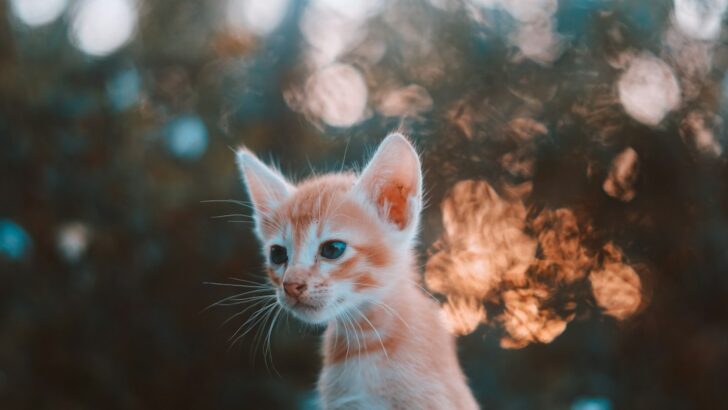 Philly’s Scorched Survivor: How a Street Cat’s Battle Against Burns Inspires a City to Rally