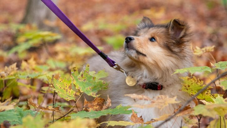 5 Sneaky Fall Hazards for Pets That Could Catch You Off Guard