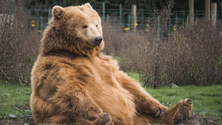 Against All Odds: Chunk 32&rsquo;s Triumphant Rise in Fat Bear Week 2025
