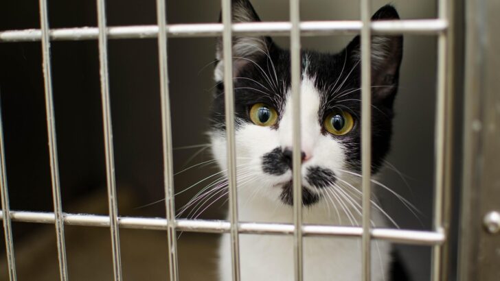 From Storm-Ravaged South to Safe Havens: Over 100 Dogs and Cats Arrive in Wisconsin for Adoption