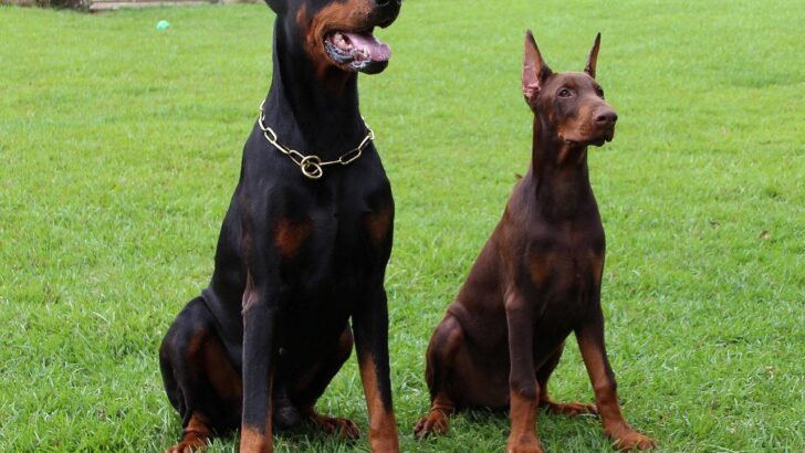 Why Reward-Based Dog Trainers Push for Vet Visits More Than Others &ndash; Fresh Research Uncovers the Divide