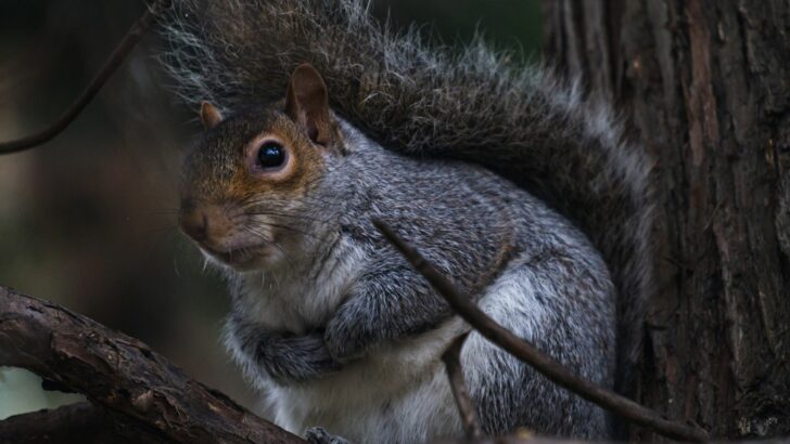Why Squirrels Turn Your Home into Their Winter Hideout &ndash; And How to Evict Them