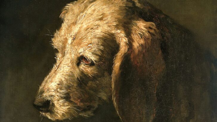 Castor Oil for Dogs: Vet Insights on the Good, the Bad, and What to Do Instead