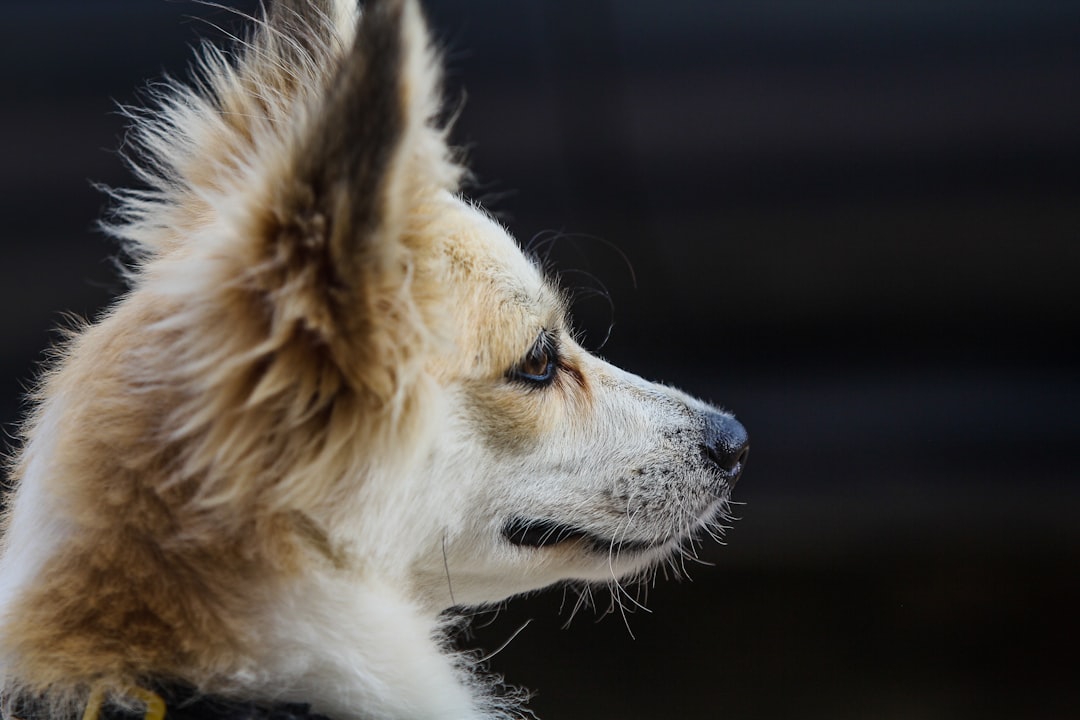 Their Superhuman Hearing Picks Up What You Can't (Image Credits: Unsplash)