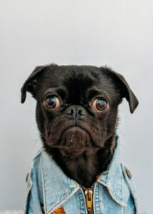 Why Do Dogs Stare at Walls Like They See Ghosts?