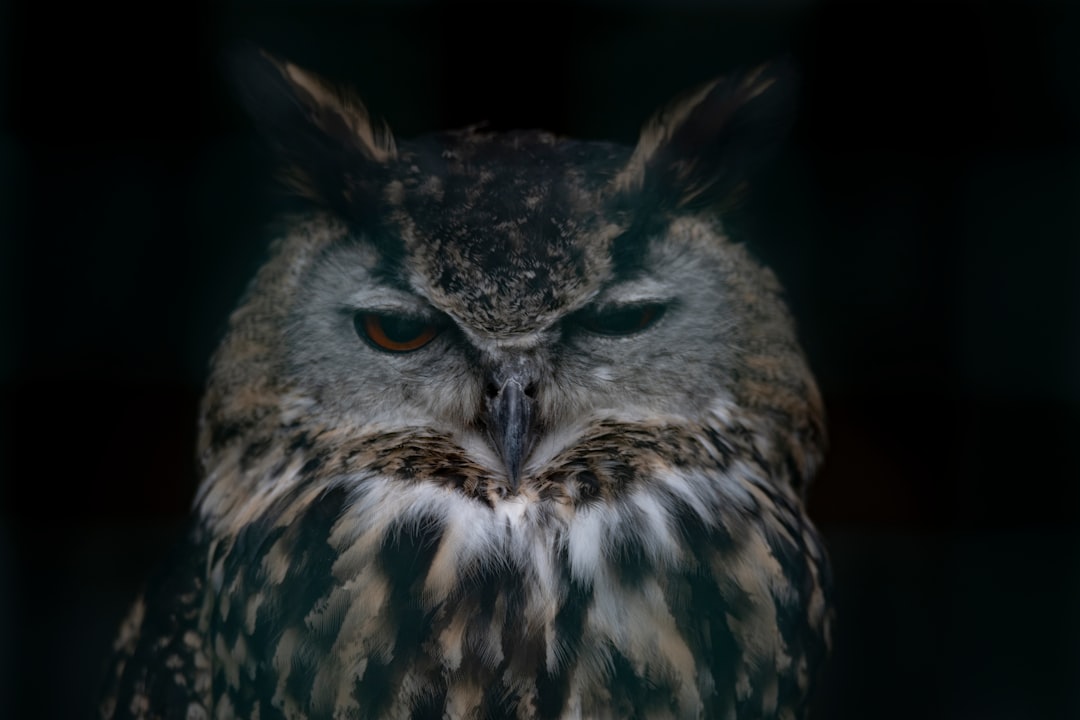 The Wise Owl: Guardian of Night Vision (Image Credits: Unsplash)