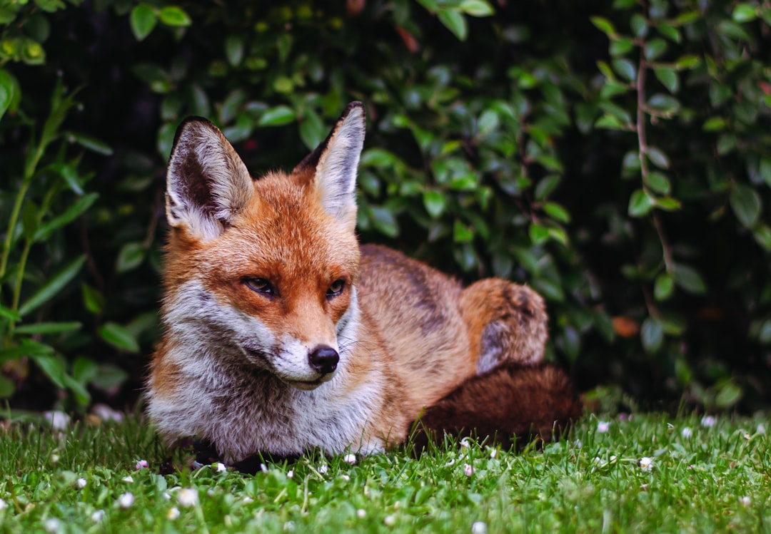The Cunning Fox: Master of Adaptation (Image Credits: Unsplash)